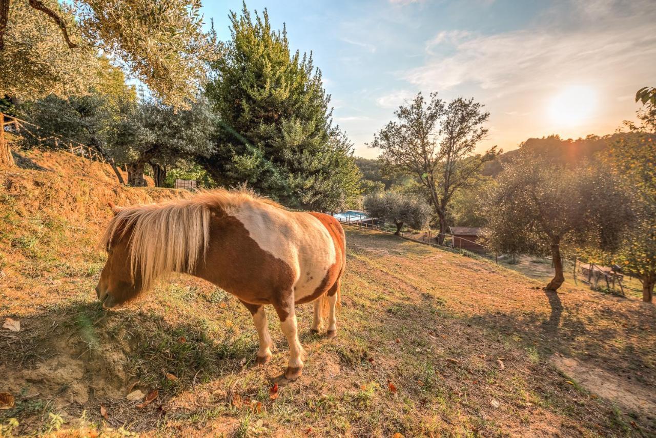 Alpaca Country House Pontedera Exterior foto
